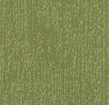 s445027 Canyon kelp