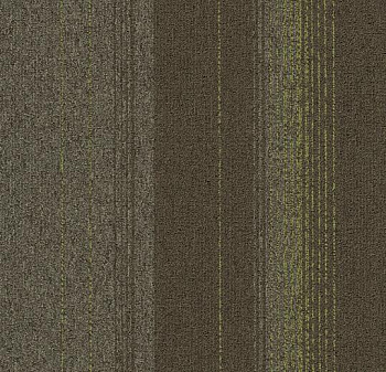 2805 olivaceous