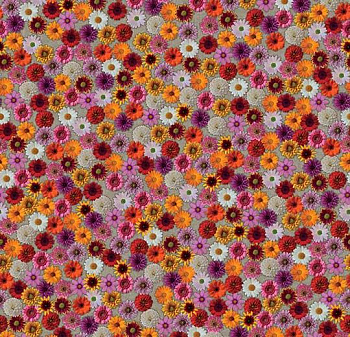 000538 multifloral